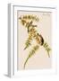 Pine Finch-John James Audubon-Framed Art Print