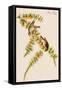 Pine Finch-John James Audubon-Framed Stretched Canvas
