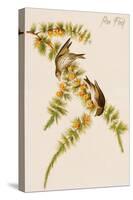 Pine Finch-John James Audubon-Stretched Canvas