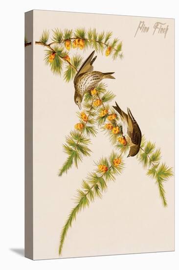 Pine Finch-John James Audubon-Stretched Canvas