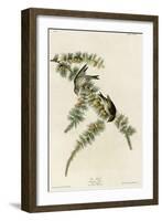 Pine Finch-null-Framed Giclee Print
