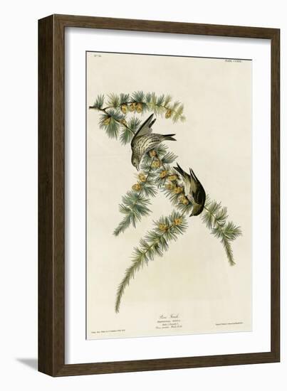 Pine Finch-null-Framed Giclee Print