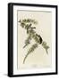 Pine Finch-null-Framed Giclee Print