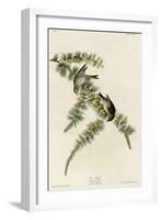 Pine Finch-null-Framed Giclee Print