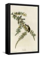 Pine Finch-null-Framed Stretched Canvas