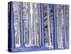 Pine Forest after Snowstorm, Strathspey, Scotland, UK-Pete Cairns-Stretched Canvas