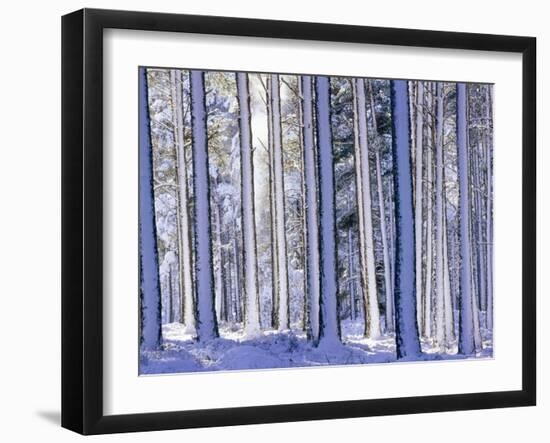 Pine Forest after Snowstorm, Strathspey, Scotland, UK-Pete Cairns-Framed Photographic Print