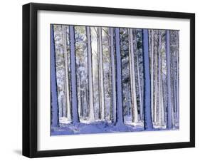 Pine Forest after Snowstorm, Strathspey, Scotland, UK-Pete Cairns-Framed Photographic Print
