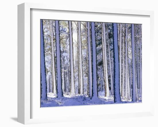 Pine Forest after Snowstorm, Strathspey, Scotland, UK-Pete Cairns-Framed Photographic Print