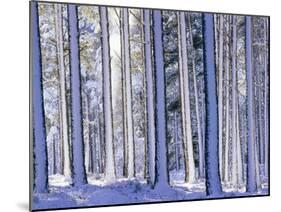 Pine Forest after Snowstorm, Strathspey, Scotland, UK-Pete Cairns-Mounted Photographic Print