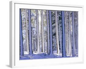 Pine Forest after Snowstorm, Strathspey, Scotland, UK-Pete Cairns-Framed Photographic Print