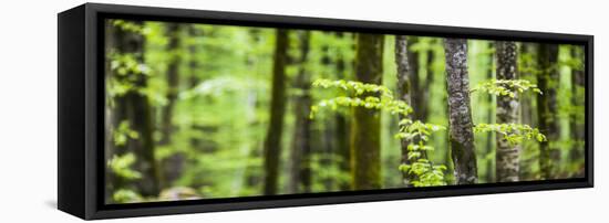 Pine Forest at Lake Bohinj, Triglav National Park, Julian Alps, Slovenia, Europe-Matthew Williams-Ellis-Framed Stretched Canvas