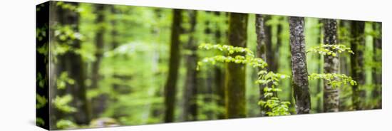 Pine Forest at Lake Bohinj, Triglav National Park, Julian Alps, Slovenia, Europe-Matthew Williams-Ellis-Stretched Canvas