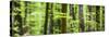 Pine Forest at Lake Bohinj, Triglav National Park, Julian Alps, Slovenia, Europe-Matthew Williams-Ellis-Stretched Canvas