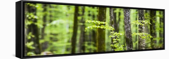 Pine Forest at Lake Bohinj, Triglav National Park, Julian Alps, Slovenia, Europe-Matthew Williams-Ellis-Framed Stretched Canvas