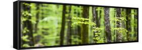 Pine Forest at Lake Bohinj, Triglav National Park, Julian Alps, Slovenia, Europe-Matthew Williams-Ellis-Framed Stretched Canvas