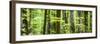 Pine Forest at Lake Bohinj, Triglav National Park, Julian Alps, Slovenia, Europe-Matthew Williams-Ellis-Framed Photographic Print