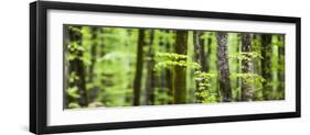 Pine Forest at Lake Bohinj, Triglav National Park, Julian Alps, Slovenia, Europe-Matthew Williams-Ellis-Framed Photographic Print