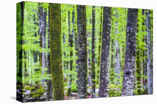 Pine Forest at Lake Bohinj, Triglav National Park, Julian Alps, Slovenia, Europe-Matthew Williams-Ellis-Stretched Canvas