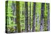 Pine Forest at Lake Bohinj, Triglav National Park, Julian Alps, Slovenia, Europe-Matthew Williams-Ellis-Stretched Canvas