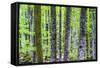 Pine Forest at Lake Bohinj, Triglav National Park, Julian Alps, Slovenia, Europe-Matthew Williams-Ellis-Framed Stretched Canvas