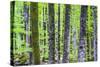 Pine Forest at Lake Bohinj, Triglav National Park, Julian Alps, Slovenia, Europe-Matthew Williams-Ellis-Stretched Canvas