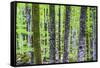 Pine Forest at Lake Bohinj, Triglav National Park, Julian Alps, Slovenia, Europe-Matthew Williams-Ellis-Framed Stretched Canvas