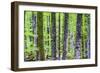 Pine Forest at Lake Bohinj, Triglav National Park, Julian Alps, Slovenia, Europe-Matthew Williams-Ellis-Framed Photographic Print