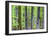 Pine Forest at Lake Bohinj, Triglav National Park, Julian Alps, Slovenia, Europe-Matthew Williams-Ellis-Framed Photographic Print