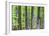 Pine Forest at Lake Bohinj, Triglav National Park, Julian Alps, Slovenia, Europe-Matthew Williams-Ellis-Framed Photographic Print