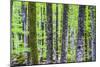 Pine Forest at Lake Bohinj, Triglav National Park, Julian Alps, Slovenia, Europe-Matthew Williams-Ellis-Mounted Photographic Print