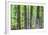 Pine Forest at Lake Bohinj, Triglav National Park, Julian Alps, Slovenia, Europe-Matthew Williams-Ellis-Framed Photographic Print