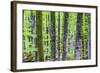 Pine Forest at Lake Bohinj, Triglav National Park, Julian Alps, Slovenia, Europe-Matthew Williams-Ellis-Framed Photographic Print