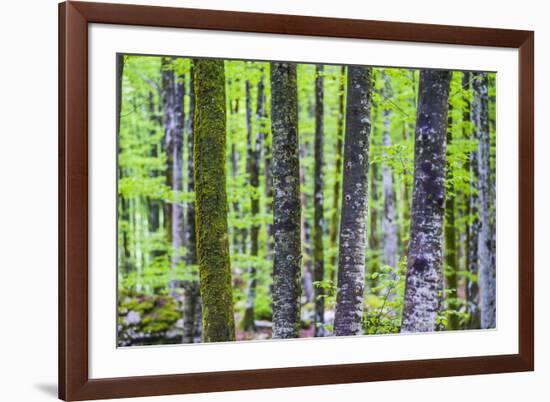 Pine Forest at Lake Bohinj, Triglav National Park, Julian Alps, Slovenia, Europe-Matthew Williams-Ellis-Framed Photographic Print