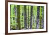 Pine Forest at Lake Bohinj, Triglav National Park, Julian Alps, Slovenia, Europe-Matthew Williams-Ellis-Framed Photographic Print