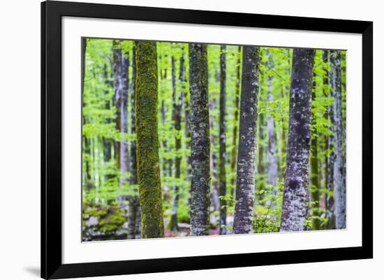 Pine Forest at Lake Bohinj, Triglav National Park, Julian Alps, Slovenia, Europe-Matthew Williams-Ellis-Framed Photographic Print