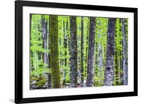 Pine Forest at Lake Bohinj, Triglav National Park, Julian Alps, Slovenia, Europe-Matthew Williams-Ellis-Framed Photographic Print