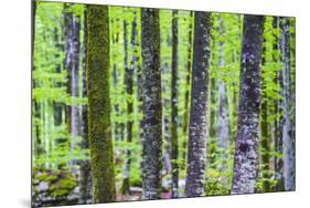Pine Forest at Lake Bohinj, Triglav National Park, Julian Alps, Slovenia, Europe-Matthew Williams-Ellis-Mounted Photographic Print