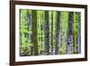 Pine Forest at Lake Bohinj, Triglav National Park, Julian Alps, Slovenia, Europe-Matthew Williams-Ellis-Framed Photographic Print