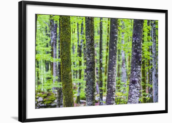 Pine Forest at Lake Bohinj, Triglav National Park, Julian Alps, Slovenia, Europe-Matthew Williams-Ellis-Framed Photographic Print