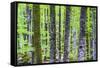 Pine Forest at Lake Bohinj, Triglav National Park, Julian Alps, Slovenia, Europe-Matthew Williams-Ellis-Framed Stretched Canvas