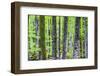 Pine Forest at Lake Bohinj, Triglav National Park, Julian Alps, Slovenia, Europe-Matthew Williams-Ellis-Framed Photographic Print