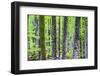 Pine Forest at Lake Bohinj, Triglav National Park, Julian Alps, Slovenia, Europe-Matthew Williams-Ellis-Framed Photographic Print