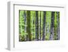 Pine Forest at Lake Bohinj, Triglav National Park, Julian Alps, Slovenia, Europe-Matthew Williams-Ellis-Framed Photographic Print