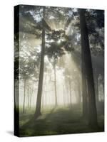 Pine Forest Backlight at Dawn in Umbe Mount, Biscay, Basque Country, Spain-Prisma-Stretched Canvas