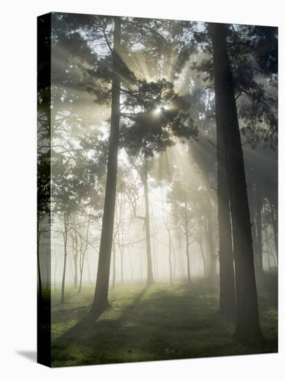 Pine Forest Backlight at Dawn in Umbe Mount, Biscay, Basque Country, Spain-Prisma-Stretched Canvas