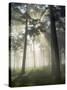 Pine Forest Backlight at Dawn in Umbe Mount, Biscay, Basque Country, Spain-Prisma-Stretched Canvas