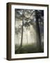 Pine Forest Backlight at Dawn in Umbe Mount, Biscay, Basque Country, Spain-Prisma-Framed Photographic Print