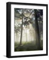 Pine Forest Backlight at Dawn in Umbe Mount, Biscay, Basque Country, Spain-Prisma-Framed Photographic Print