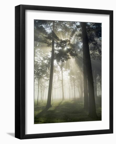 Pine Forest Backlight at Dawn in Umbe Mount, Biscay, Basque Country, Spain-Prisma-Framed Photographic Print